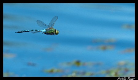 Anax empereur - Anax imperator